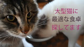 猫の食事用ラック新調！陶器の脚付きフードボウルからステンレスの食器へ変えた感想。ラグドールの子猫とメインクーンの反応は？