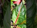 AGLAONEMA BIG MAMA #shorts