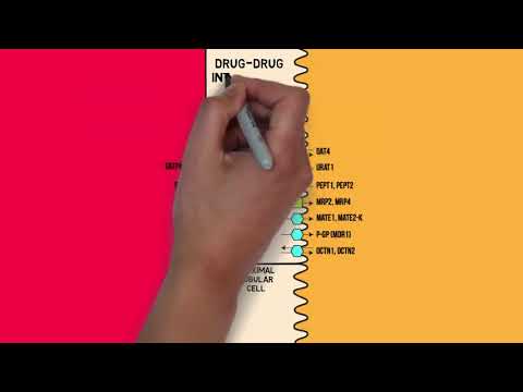 Pharmacokinectics - Excretion