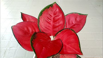 Cách chăm sóc cây vạn lộc lên màu đẹp | Tips keep the red color from fading of Aglaonema