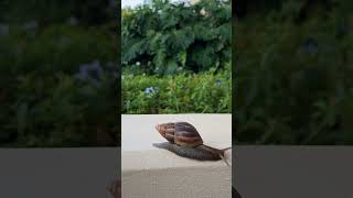 At A Snails Pace (Sped Up) Shorts snail