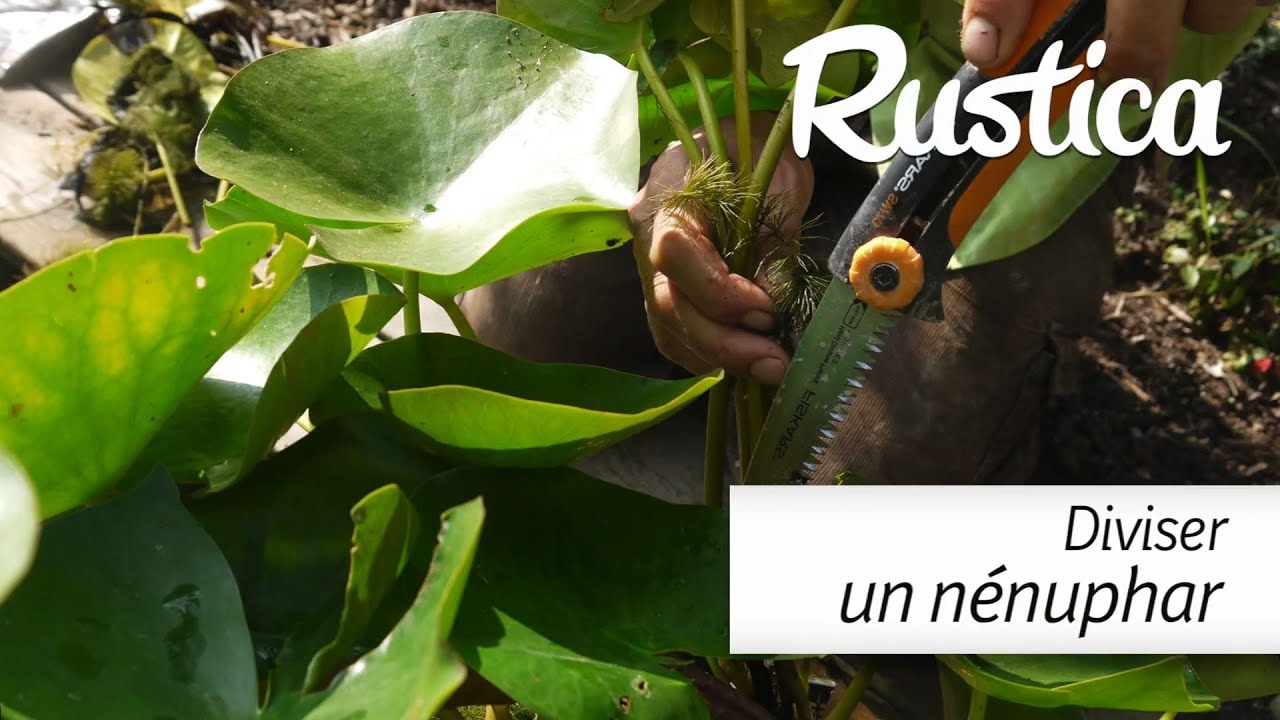 Comment diviser le nénuphar