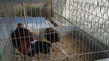 Gà rừng rặc đẹp 2020_ 2021 Qaib qus 100% 2020-2021