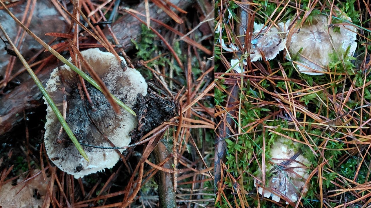 Gąski w okolicach Rakowa