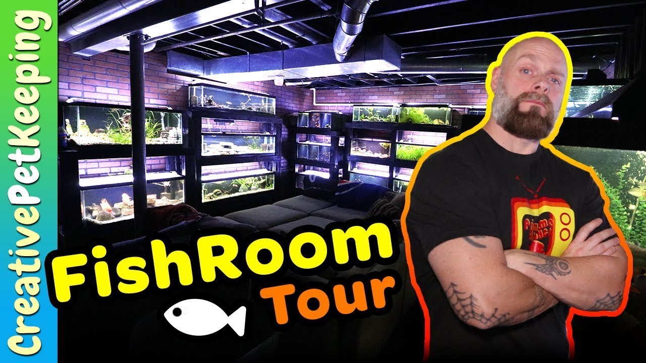 dwarf cichlids with neon tetras CICHLID FISH ROOM TOUR | Prime Time Aquatics