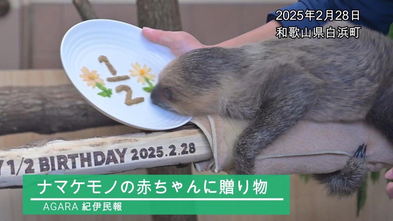 ナマケモノの赤ちゃんの生後半年を祝う 遊具や特別プレートを贈る