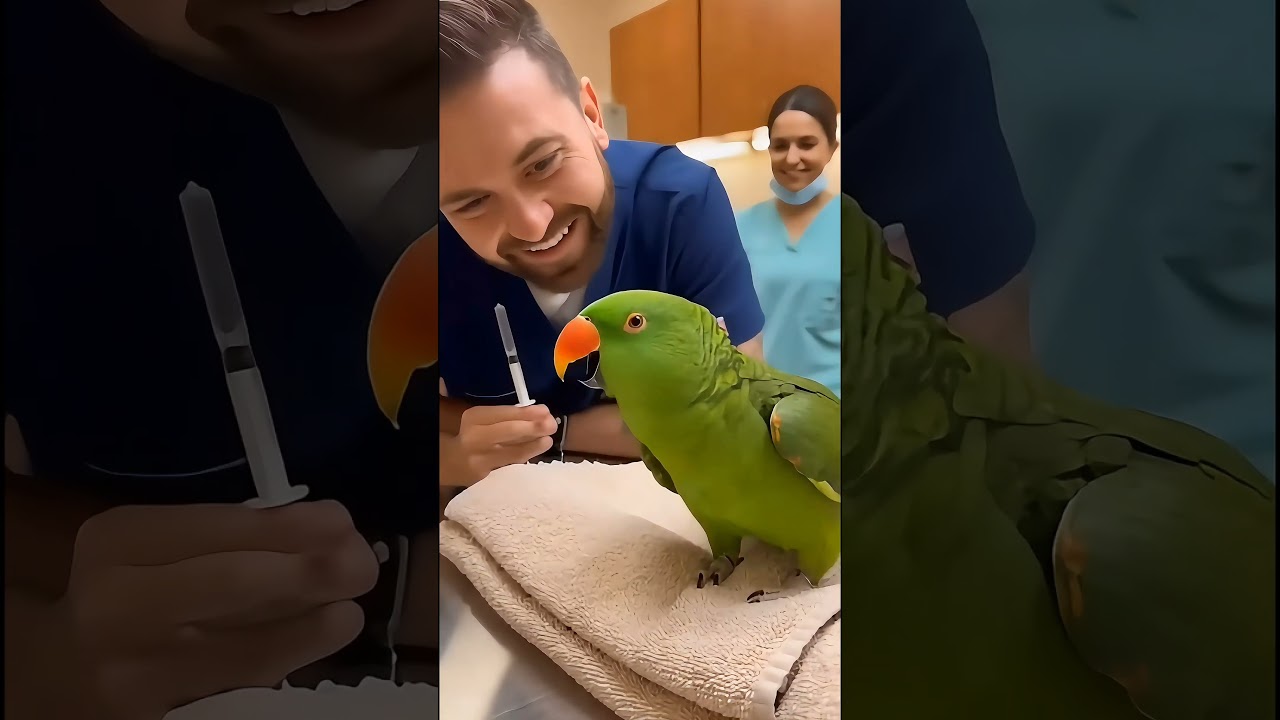 "I Want My Lawyer!" Parrot At The Vet 🤣     