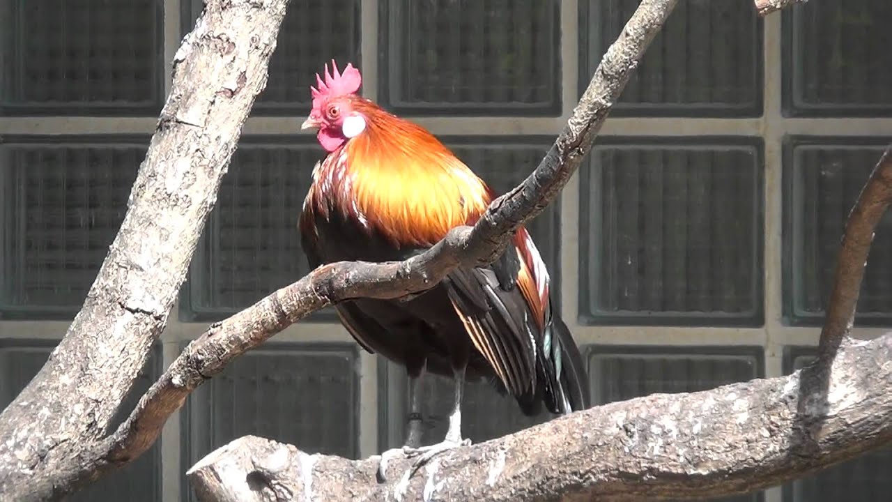 Red Junglefowl Crowing Youtube
