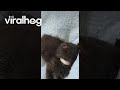 Kitten Falls Asleep Mid-Convo || ViralHog