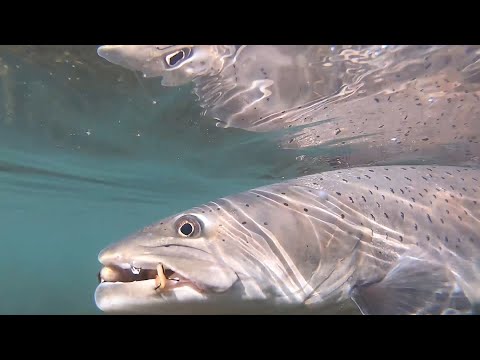 Igrajte Fish Road Online: Nastavite svojo igralsko pot v slovenski spletni igralnici