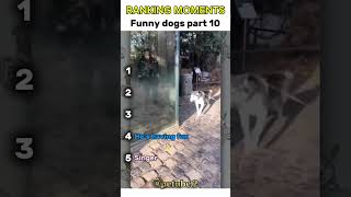 Dogs funny videos 🤣 part 10 #dog #dogs #dogvideos #viral #shorts