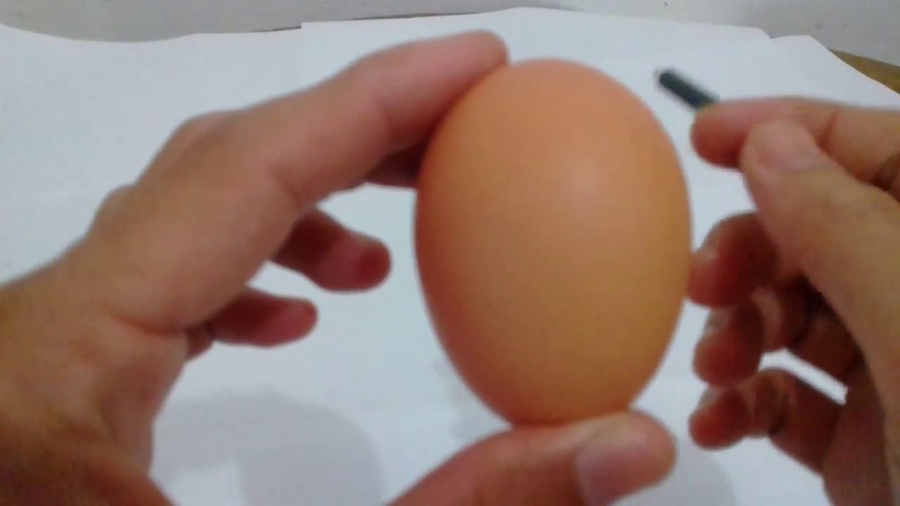  Kerajinan  Dari Cangkang  Telur  Ayam Paimin Gambar