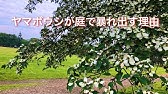 ヤマボウシ ハナミズキ等の落葉樹 花木は 夏に剪定しない方がいい 花芽分化や夏の高温と日差しへの注意事項を話しました 夏期の剪定前に見てほしいビデオ 剪定教室019 Youtube ヤマボウシ ハナミズキ等の落葉樹 花木は 夏に剪定しない方がいい 花芽分化や夏の高温と日差しへの注意事項を話しました 夏期の剪定前に見てほしいビデオ 剪定教室019 Youtube