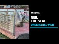 600kg southern elephant seal blocks the driveway of a Tasmanian resident&#39;s property | ABC News