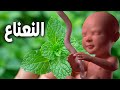 هل تعلم ما يحدث للجنين والام عند تناول النعناع أثناء الحمل 