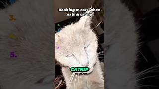 Funny Catnip Moments That Will Make You LOL