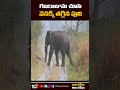Viral video shows tiger giving way to elephants herd, goes viral 