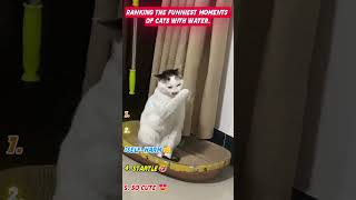 Top mischievous cats #cats #petsunited #funny #catvideos #funnycats #pets #shortvideo