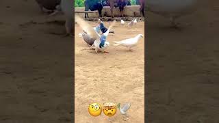 #pigeon #pigeons #awesome #cool #birds #backflip #beautiful #india #thuglife #funny #filps ๐๐ #pigeon #pigeons #awesome #cool #birds #backflip #beautiful #india #thuglife #funny #filps ๐๐