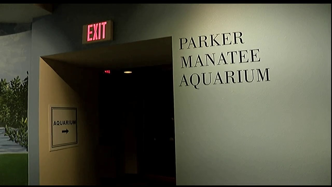 South Florida Museum Manatees