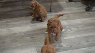 F1B Cavapoo Puppies For Sale @greenfieldpuppies