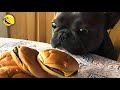 Most hilarious dogs  cats for 1 hourtry not to laugh with pets