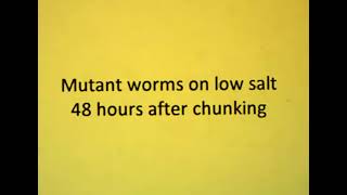 Mutant C. elegans on low salt plates, 48-hour observation