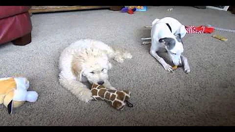 What Goldendoodles & Whippets do in Spare Time!