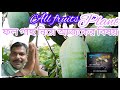     all fruits plant and treatmentpuspashree nursery kolaghat