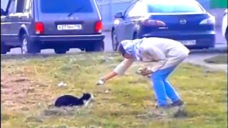 A Woman Feeds Stray Cats by GOOD ALEX 346 views 3 years ago 1 minute, 28 seconds