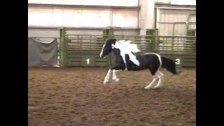 SW Shiloh at Albany Expo, March 19, 2010.wmv