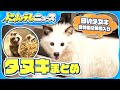 【タヌキまとめ】動物園の新・人気者？…白タヌキ「ぶんぶくちゃん」/新潟県庁の庭に「タヌキ」出没/JR新宿駅構内にタヌキ現る など