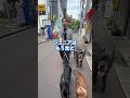 【超希少犬】年間数頭しかこない大型犬を撮ってみた