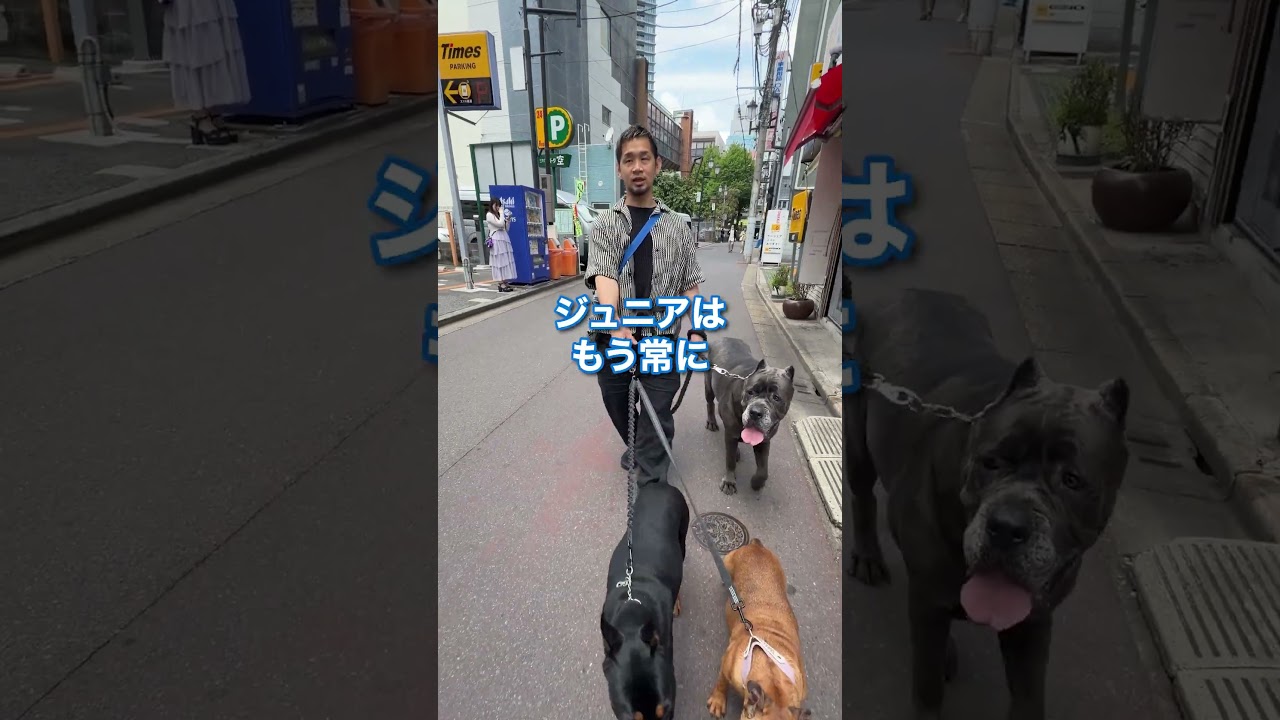 【超希少犬】年間数頭しかこない大型犬を撮ってみた