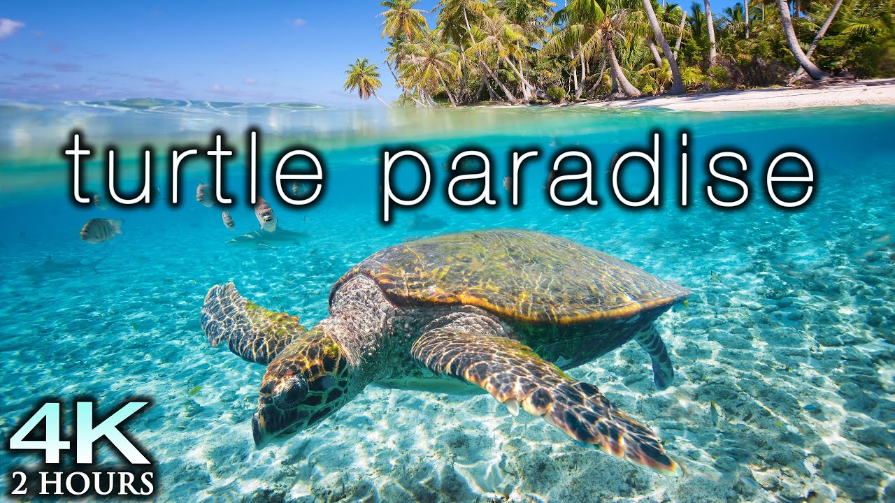 TURTLE