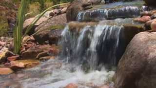 Waterscapes by Whitaker Farms