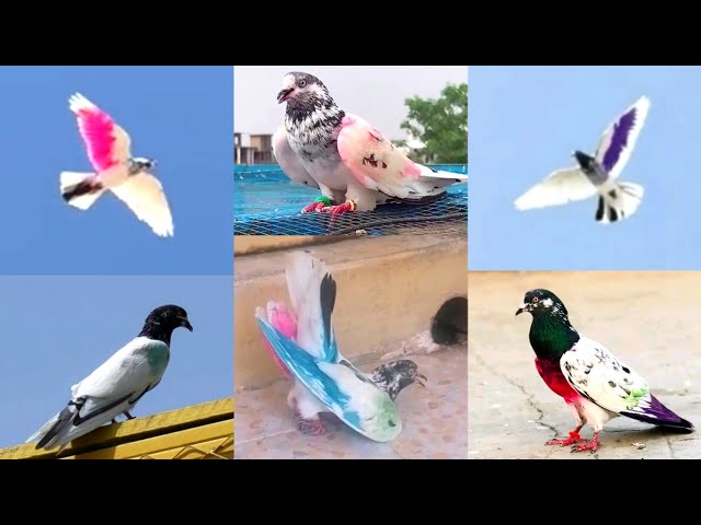 ⁵ Pigeon Landing 🔥 Slow motion Parwaz 🥵 Sath ek Lunda Kabootar