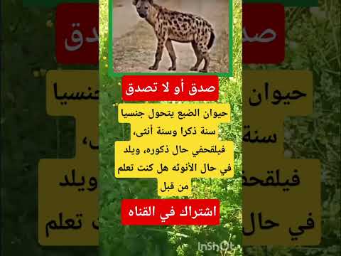 حيوان الضبع يتحول يا سنة ذكرا وسنة أنثى فيلقحفي حال ذكوره ويلد في حال الأنوثه هل كنت تعلم