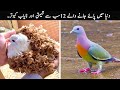 12 most beautiful pigeons in the world  top x tv