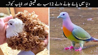 12 Most Beautiful Pigeons In The World | TOP X TV