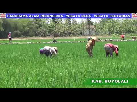 campursari jaranan full album terbaru bass glerr