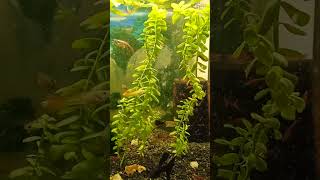 АКВАРИУМНЫЕ КУЗНЕЧИКИ 🦐🦐🦐
