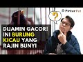 Mau Pelihara Burung Yang Rajin Bunyi Dan Sering Berkicau Ini Daftarnya Mp3 - Mp4 Download