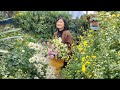 Chrysanthemum season on terrace garden 2024