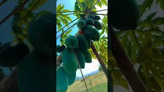 #trending #nature #farming #reels 🌿🌿🌿🌿🌿🌿🌿🌿🌿🌿🌿🌿🌿🌿🌿🌿🌿🌿🌿🌿🌿🌿