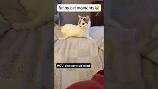 funny cat moments 😂
