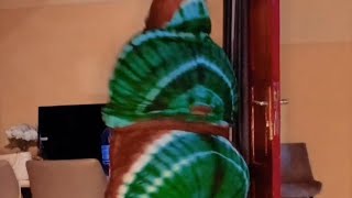 Niiko waali ah | Muqdisho garoob | Niiko cusub 2026 | ciyaalxamar dab | part162