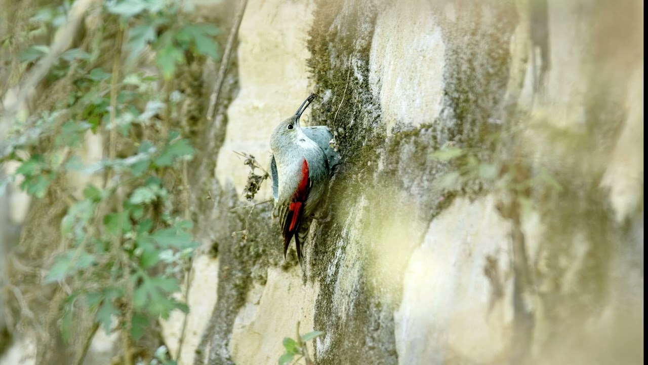 Wallcreeper मुरारी पुतलीचरा 