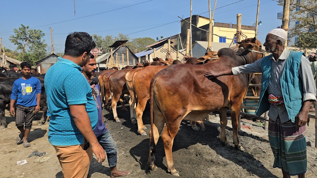 কোটি চৌমুহনী হাট থেকে ২০২৬ কোরবানি উপযোগী ষাঁড় গরুর দাম জানুন।।Cow Hat