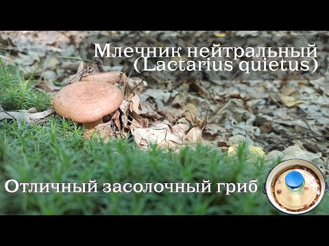 МЛЕЧНИК НЕЙТРАЛЬНЫЙ (Lactarius quietus) - Грибы в конце июля